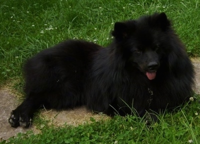 A very fluffy black Giant German Spitz is laying on a pathway through a yard. Its mouth is open and tongue is out